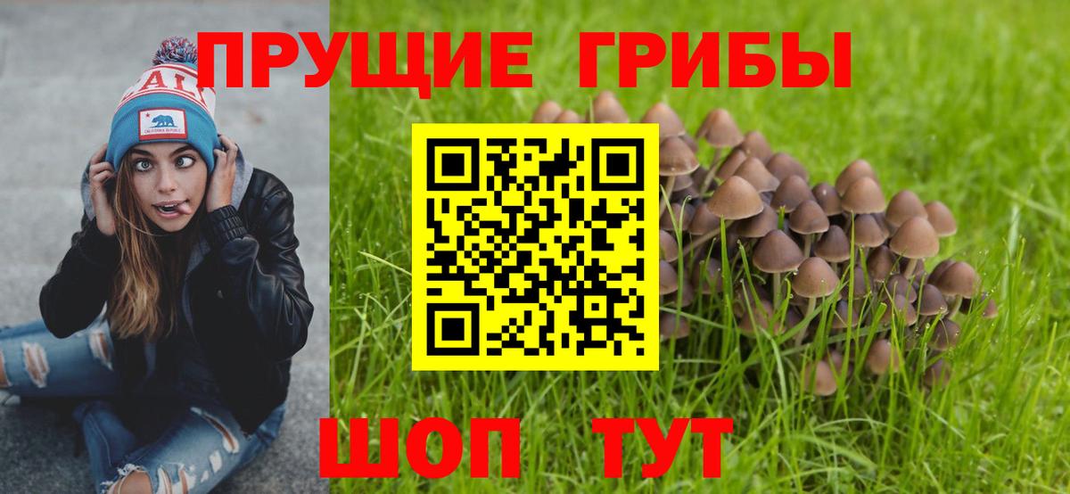 Кудрово  Псилоцибиновые грибы Psilocybine cubensis  Вход с VPN 